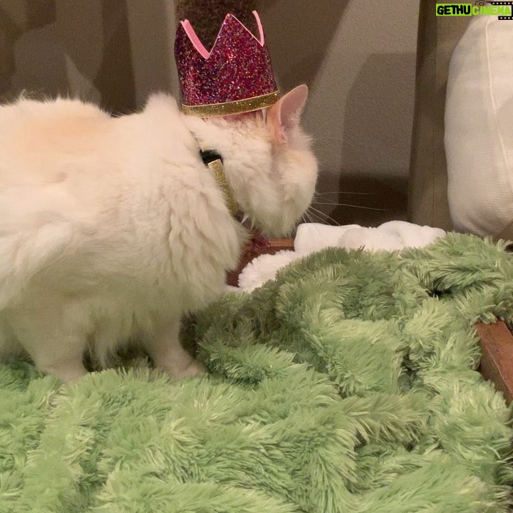 Brenda Song Instagram - Happiest 1st birthday Apple Jack!! He’s so mad in that picture, buuuut he got kitty friendly cake (don’t worry his siblings got cake too).