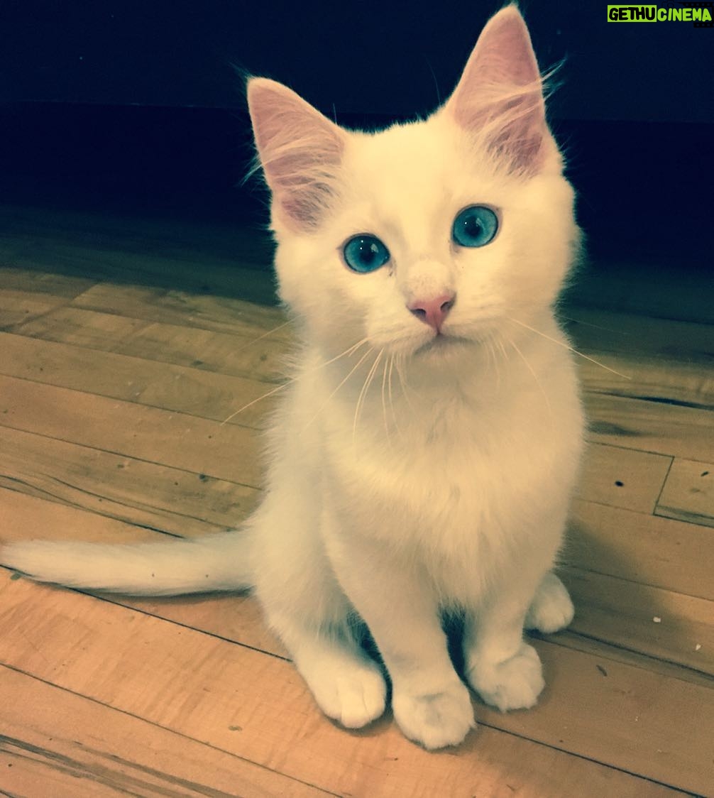 Brenda Song Instagram - I’m finally ready to introduce you all to the new man in my life... APPLE JACK! I love him sooo much (in my Holly Hunter cry). P.S. the filter was put on by his dad, not me. Haha.