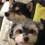 Brenda Song Instagram – Sleepy babies sitting next to me while I have my coffee❤❤❤