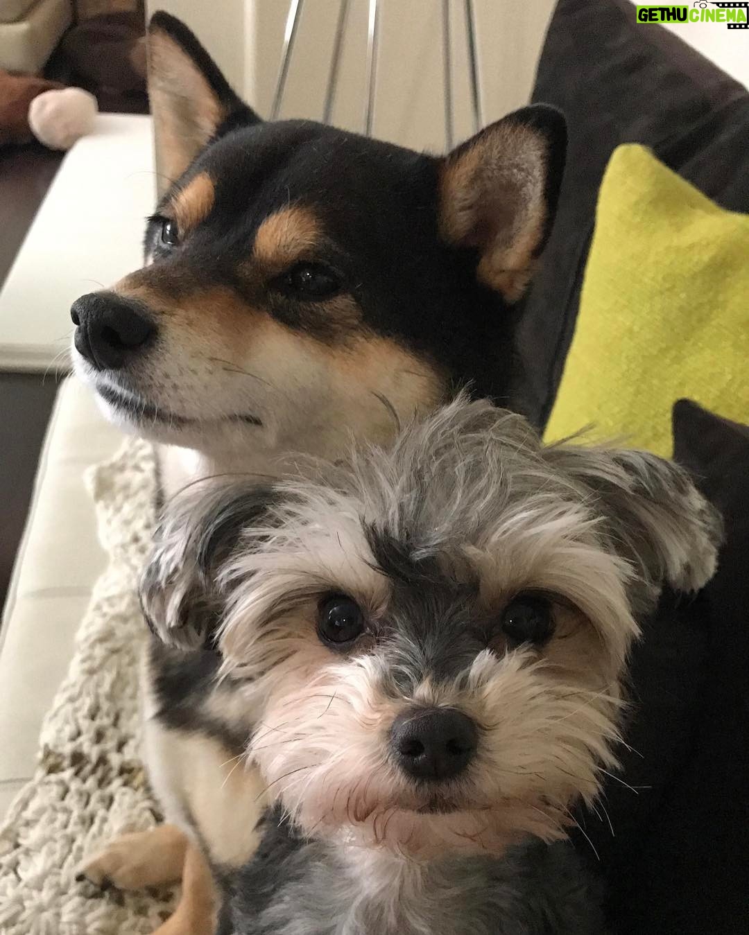 Brenda Song Instagram - Sleepy babies sitting next to me while I have my coffee❤❤❤