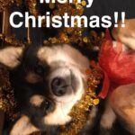 Brenda Song Instagram – Making my ugly Christmas sweater and Panda wanted to join in hahaha🐼🎄☃️