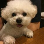 Brenda Song Instagram - Had to post this ridiculously cute photo of my first born Teddy lol #nofilter needed for him! Haha