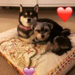 Brenda Song Instagram - My baes❤️