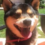 Brenda Song Instagram - Happy 6th birthday to my princess pandy!!🐼❤️♥️