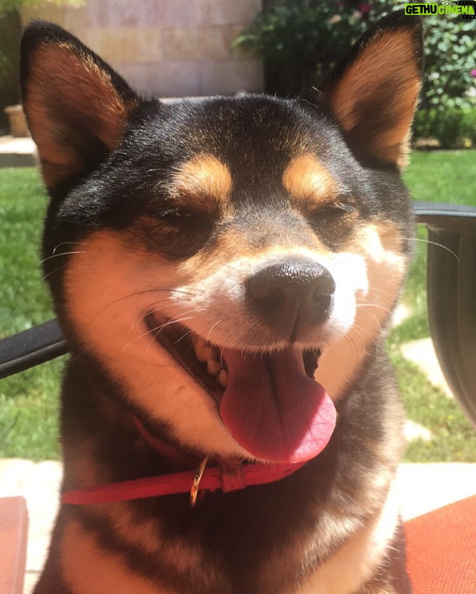 Brenda Song Instagram - Happy 6th birthday to my princess pandy!!🐼❤️♥️