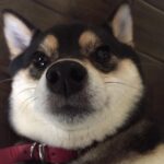 Brenda Song Instagram - I can't stop laughing at this picture my brother Tim took of Panda hahaha it looks like a doggie selfie lol #nofilter 😉