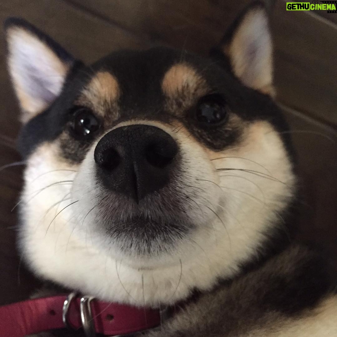 Brenda Song Instagram - I can't stop laughing at this picture my brother Tim took of Panda hahaha it looks like a doggie selfie lol #nofilter 😉