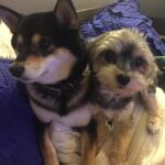 Brenda Song Instagram - The definition of unconditional love❤️
