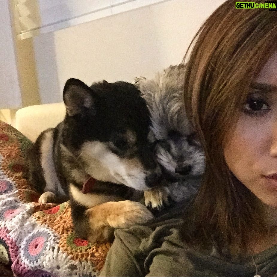 Brenda Song Instagram - Hahaha Jack squeezing in on my cuddles with Panda😂❤️