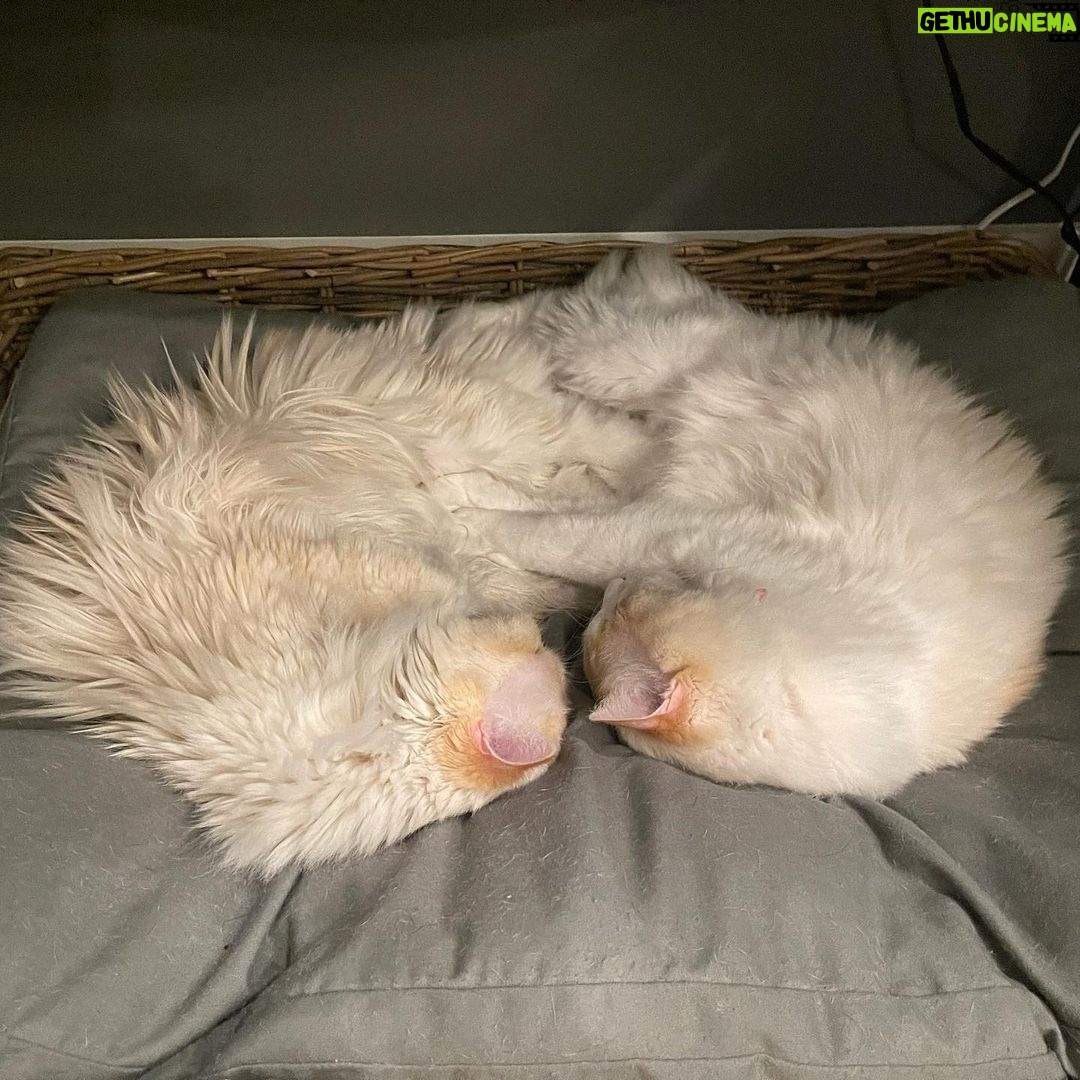 Brenda Song Instagram - Happy Caturday from these two crazies!
