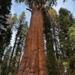 Brenna D’Amico Instagram – Go see the Sequoias…immediately✨ Sequoia National Park, California