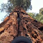 Brenna D’Amico Instagram – Go see the Sequoias…immediately✨ Sequoia National Park, California