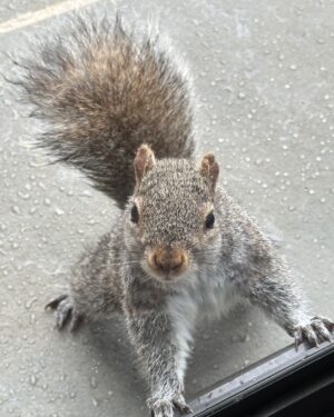 Brian Quinn Instagram - Once Stumpy heard I upgraded my squirrel feed to have walnuts and pecans, she didn’t care about the rain anymore.  This beautiful lady has an appetite. 
She now will actually knock on my door to get my attention.