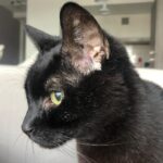 Brian Quinn Instagram - I lost my best pal over the weekend. Benjamin Cat is gone. I don’t really have the proper words to express what is now gone from my life. He was very special to me. He lit up whenever he saw me. I lit up whenever I saw him. We lived together, which meant we saw each other every day. Which meant we just lit up each others lives daily and it was beautiful. I’ll miss it and I’ll miss him. Thank you for all the affection you’ve shown him over the years.