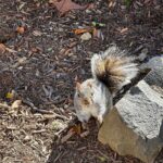 Brian Quinn Instagram - Stumpy The Squirrel is looking fine AF today.