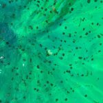 Brian Quinn Instagram - Picture of the jellyfish in the green dye that I took while shooting #SharkWeek. @discovery @discoveryplus @thesharkdoctor
