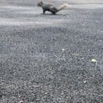 Brian Quinn Instagram – My neighbor Mrs. Calabash sent me photographic evidence that the squirrel slaughtered by the hawk this morning was not my beloved Stumpy.  At least I still have my number one girl.