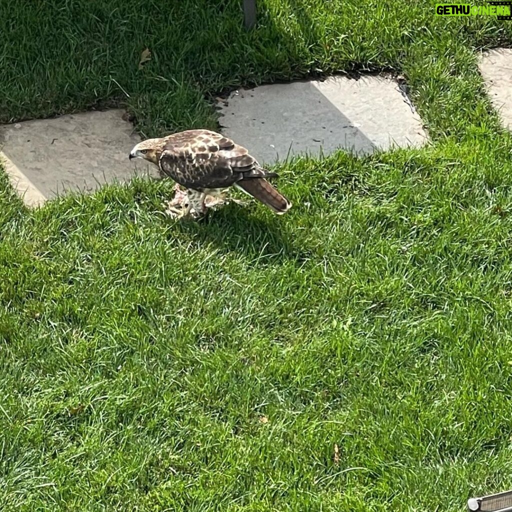 Brian Quinn Instagram - This low flying asshat caught and ate one of my squirrels this morning. I’ve never wanted to punch a hawk in the beak before, but I’d love to take a swing at this one. I did a quick autopsy before I buried my little friend and I’m fairly confident that it isn’t Stumpy. (I don’t really want to punch the hawk. I love the hawk too. But this circle of life shit is a bad way to start the day. That squirrel was my pal.)