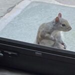 Brian Quinn Instagram - I heard a scratching at my back door. Turned to look and it’s one of my squirrels demanding to be fed. So what did I do? I dropped everything I was doing and went outside to feed her. Because rewarding demanding behavior from woodland creatures is my fate.