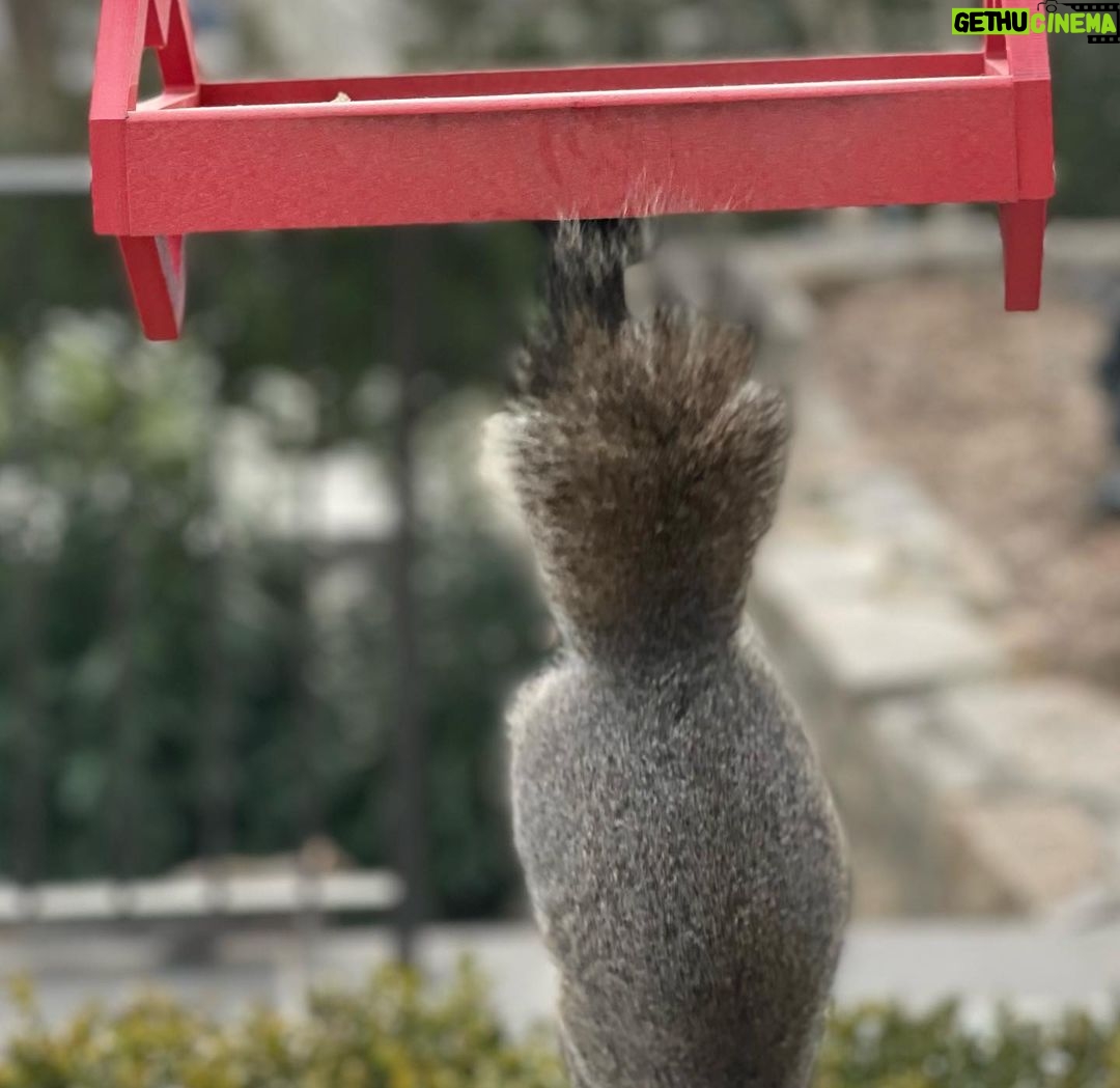 Brian Quinn Instagram - Stumpy The Squirrel was too quick for me to snap a picture of her eating, but I did manage to snag a shot of her glorious abbreviated tail for you!