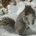 Brian Quinn Instagram - A picture of my squirrel pal, named Stumpy. She’s been living in my yard for 3 years and after I told her story on TESD I promised I’d post a picture. I forgot but people keep asking and I appreciate the Stumpy love so here it is. It’s from last winter but she still looks the same. Stumpy’s tail got cut off in a fight or something and I thought she was a he until she got pregnant. What a ride. @tesdtown