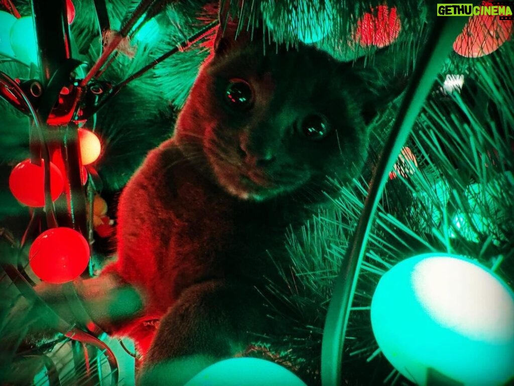 Brian Quinn Instagram - Boris got into the Christmas tree. Boris knocked down the Christmas tree. No more Christmas tree.