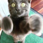 Brian Quinn Instagram - Boris thought the camera lens was a treat.
