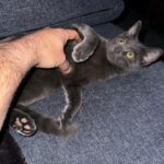 Brian Quinn Instagram - As a writing partner, Boris leaves a lot to be desired. He attacks my hands and the keyboard and is generally distracting. As a video game co-player he’s aces. Sits there looking cute until I take a petting break. Things are working out over here. Hope all is well on your end.