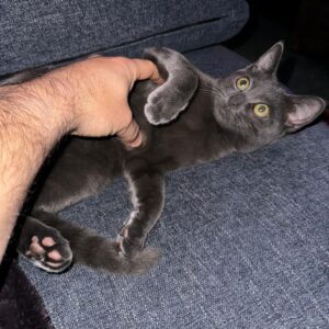 Brian Quinn Instagram - As a writing partner, Boris leaves a lot to be desired.  He attacks my hands and the keyboard and is generally distracting. 

As a video game co-player he’s aces.  Sits there looking cute until I take a petting break. 

Things are working out over here. Hope all is well on your end.