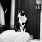 Brian Quinn Instagram - Brooklyn Cat looking like a supermodel.