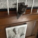 Brian Quinn Instagram - Boris straight up chilling with Han Solo. Got that cat from my yard and Han from @sideshow. Both quality items.