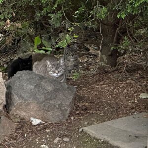 Brian Quinn Instagram - These little maniacs have appeared in my yard now.  I’m fighting round 4 with my old pal Covid this week and it’s kicking my ass, but when life gives you lemons, feed kittens and plan to steal them from their momma so you can make sure they’re healthy and can live spoiled indoor cat lives. 

(I won’t do anything without my vets permission/advice)

I named the kittens Linus and Lucy and I adore them.  Look at them!