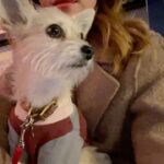 Brittany Snow Instagram - editing in NYC the past few weeks. 🍂 My immune system hates the season change, the basic in me loves it, Charlie is still pretty pissed about the sweater.