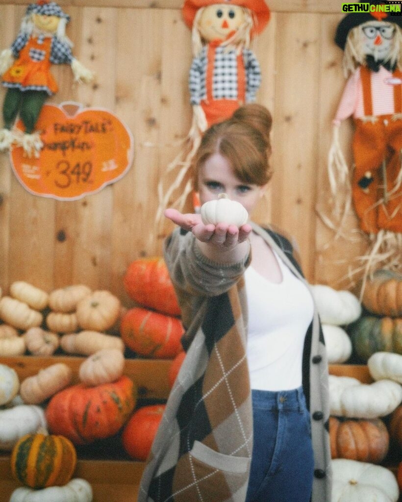 Bryce Dallas Howard Instagram - Hey, October 😉🍂⁣⁣ ⁣⁣ 📸: @andiejjane⁣⁣ ⁣⁣ [ID: BDH playfully poses in front of a display at @traderjoes with pumpkins of all different shapes, sizes, and colors. In full autumn vibes, she wears navy blue jeans, a white t-shirt, and a beige and brown cardigan. 3 smiling scarecrows hang on the wall in the back.]⁣