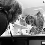 Bryce Dallas Howard Instagram - Don’t let the cat out of the bag — #ArgylleMovie is in theaters in ONE MONTH!⁣⁣ ⁣⁣ [ID: A black & white photo of BDH and Chip inside of a trailer on the set of Argylle. Chip, perched on the countertop, lovingly leans his head toward BDH who does the same.]