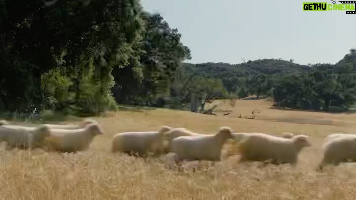 Bryce Dallas Howard Instagram - Life gets bigger when you break from the herd 🐑 #ad directed by yours truly 🤍 @vw ⁣ ⁣ Starring the wonderful Clint Keller (@actuallyclint), Eric Emmanuel, and Tina Joy, alongside our hero sheep: Bailey, Bertha, and Bessie⁣ ⁣ [ID: On the sands of Will Rogers State Beach at sunset, BDH and the cast of the “Break Free” VW ad take a photo with Bailey the Sheep]