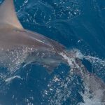 Bryce Hall Instagram - went fishing for the first time and caught a 450 lb bull shark… not bad Miami, Florida