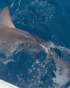 Bryce Hall Instagram - went fishing for the first time and caught a 450 lb bull shark… not bad Miami, Florida