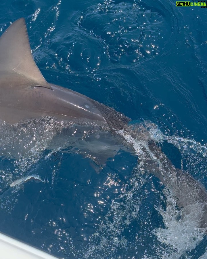 Bryce Hall Instagram - went fishing for the first time and caught a 450 lb bull shark… not bad Miami, Florida