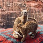 Burcu Özberk Instagram - Petra ♥️ Petra - Jordan