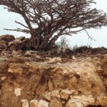 Buthaina Al Raisi Instagram – شجرة اللبان ،، وسمهرم ،، 🦋🦋🦋
.
سمهرم من الموقع الجغرافية الإستثنائية في محافظه ظفار هنا ظفار