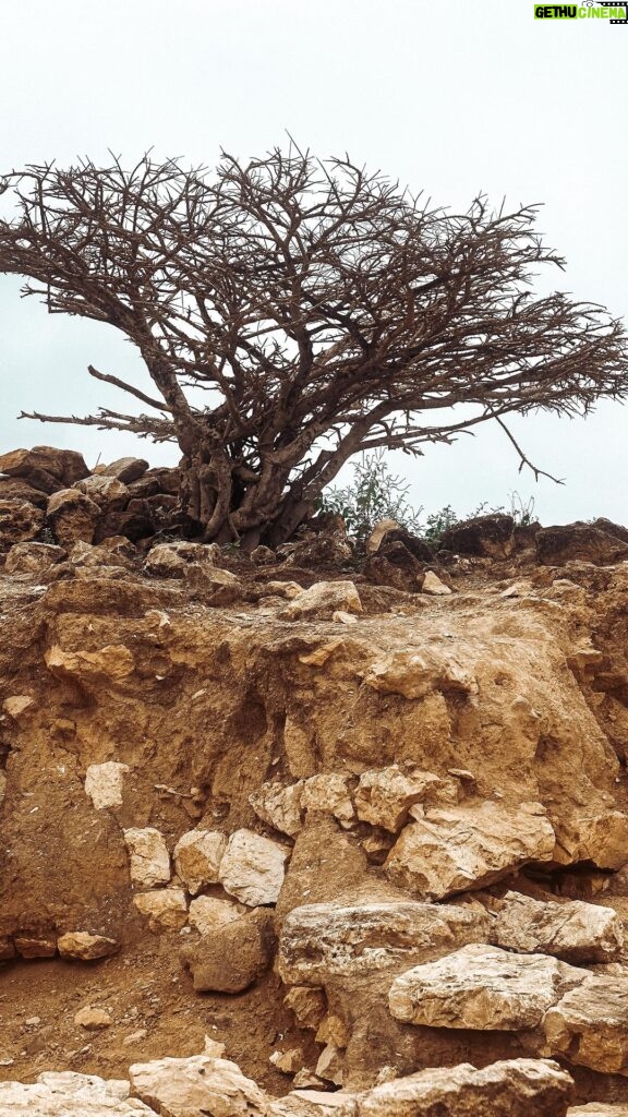 Buthaina Al Raisi Instagram - شجرة اللبان ،، وسمهرم ،، 🦋🦋🦋 . سمهرم من الموقع الجغرافية الإستثنائية في محافظه ظفار هنا ظفار