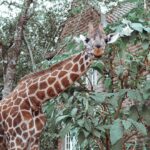 Buthaina Al Raisi Instagram - New level of L O V E 🦋🦋🦋 Giraffe Manor