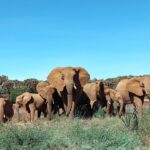 Buthaina Al Raisi Instagram - The most beautiful specie 🦋🦋🦋 Samburu National Reserve