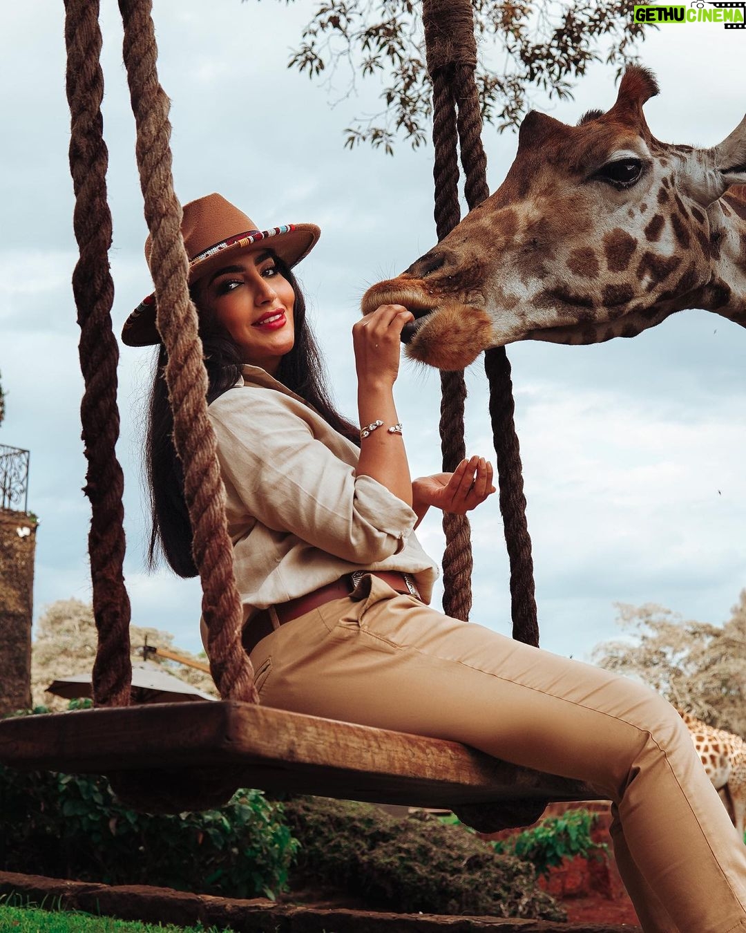 Buthaina Al Raisi Instagram - قلتلكم من كثر حبي لهم بجننكم بالصور .. بس هني نختم سلسله صور الزرافات 😂😂🦋🦋 صج لي قالوا الحب مشكله Giraffe Manor