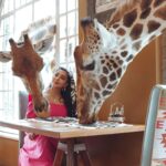 Buthaina Al Raisi Instagram - تحملوني بالبوستات الجايه ،، من كثر ما عشقت المكان والتجربه والزرافات بوستاتي الجايه كلها معاهم 🦋🦋🦋 . متابعيني بسناب اتمنى تكونون عشتوا معاي تفاصيل ما مرت عليكم قبل والي مو متابع تعالوا سنابي واستمتعوا Giraffe Manor