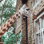 Buthaina Al Raisi Instagram - New level of L O V E 🦋🦋🦋 Giraffe Manor