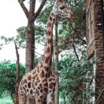 Buthaina Al Raisi Instagram - New level of L O V E 🦋🦋🦋 Giraffe Manor