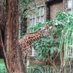 Buthaina Al Raisi Instagram - New level of L O V E 🦋🦋🦋 Giraffe Manor