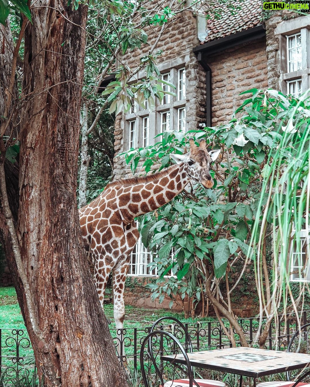 Buthaina Al Raisi Instagram - New level of L O V E 🦋🦋🦋 Giraffe Manor